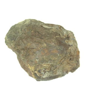 Portlandia  izumiensis