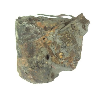 日本産中生代軟体動物化石