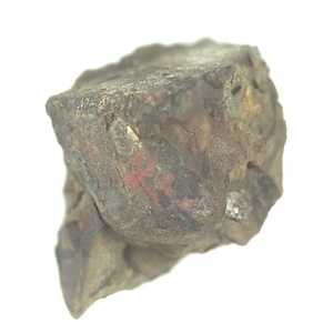 Portlandia  izumiensis