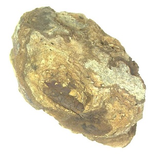 Lucina (Myrtea) ezoensis