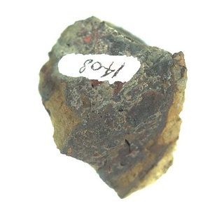 日本産中生代軟体動物化石