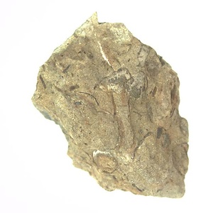 Ebueneopecten (Micronectes) sp.