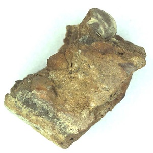 Eburneopecten (Micronectes) sp. and others