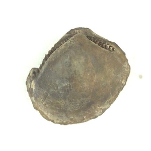 Acila (Truncacila) hokkaidoensis