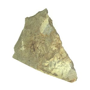 日本産中生代軟体動物化石