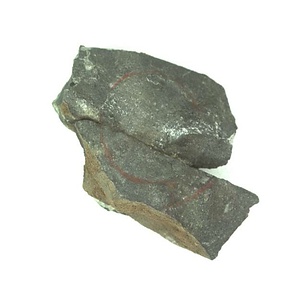 日本産中生代軟体動物化石