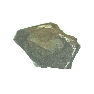 日本産中生代軟体動物化石