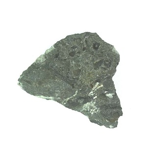 Bakevellia  "exporrecta"