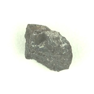 日本産中生代軟体動物化石