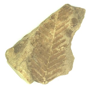 日本産中生代軟体動物化石