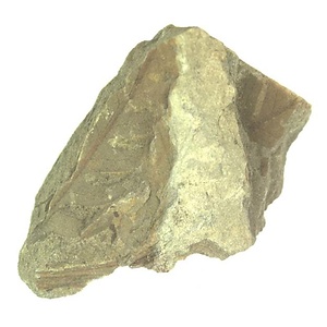 日本産中生代軟体動物化石