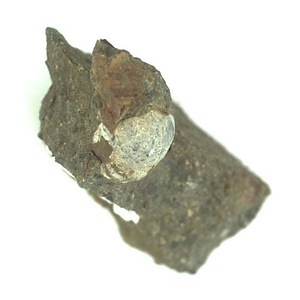 日本産中生代軟体動物化石