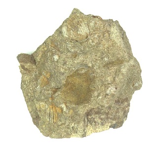 日本産中生代軟体動物化石