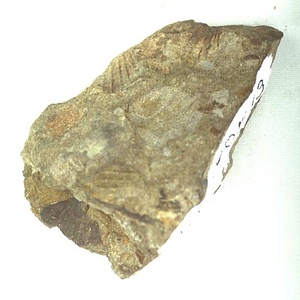 Oxytoma  sp.