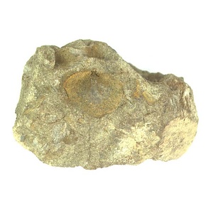 日本産中生代軟体動物化石