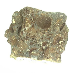 日本産中生代軟体動物化石