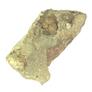 日本産中生代軟体動物化石