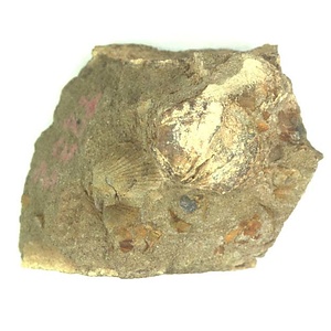 日本産中生代軟体動物化石