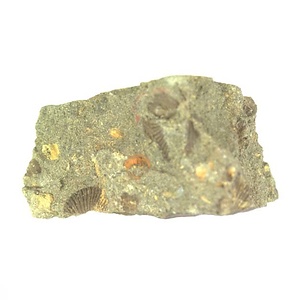 日本産中生代軟体動物化石