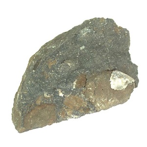 日本産中生代軟体動物化石