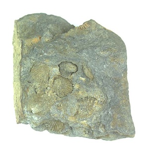 日本産中生代軟体動物化石