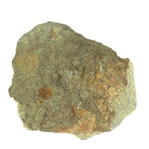 日本産中生代軟体動物化石