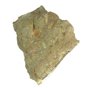 日本産中生代軟体動物化石