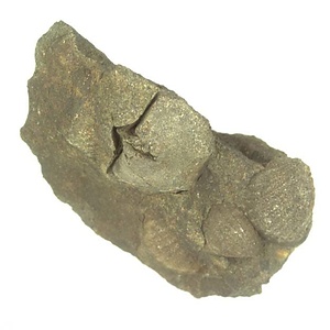 日本産中生代軟体動物化石