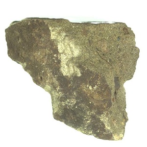 日本産中生代軟体動物化石