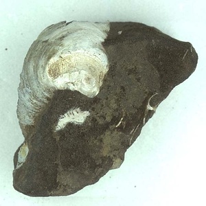 日本産中生代軟体動物化石