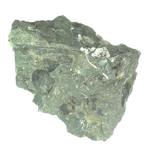 日本産中生代軟体動物化石