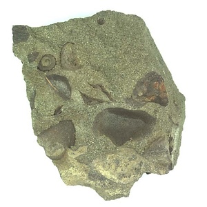 日本産中生代軟体動物化石