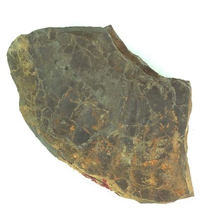 日本産中生代軟体動物化石