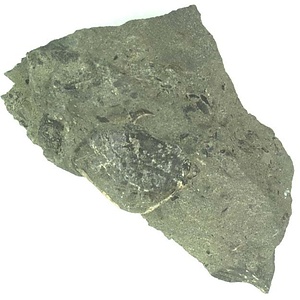 日本産中生代軟体動物化石