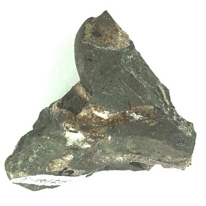 日本産中生代軟体動物化石