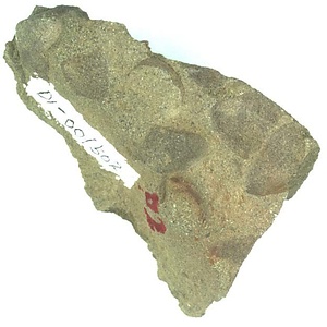 日本産中生代軟体動物化石