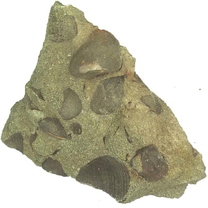 日本産中生代軟体動物化石