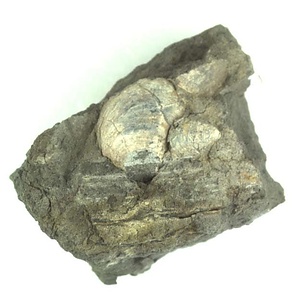 日本産中生代軟体動物化石