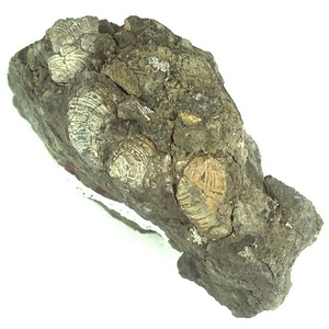 日本産中生代軟体動物化石