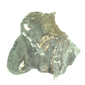 日本産中生代軟体動物化石