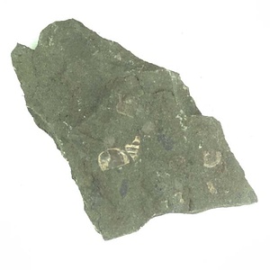 日本産中生代軟体動物化石