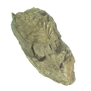 日本産中生代軟体動物化石