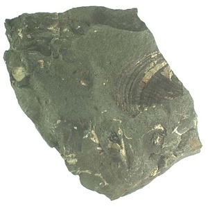 日本産中生代軟体動物化石