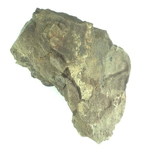 日本産中生代軟体動物化石