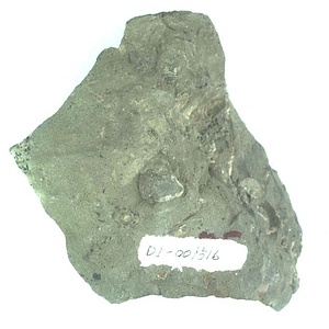 日本産中生代軟体動物化石