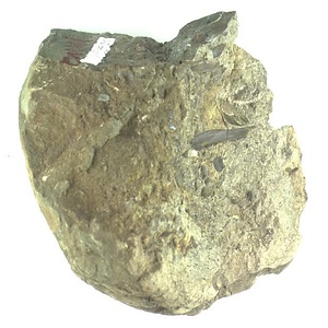 日本産中生代軟体動物化石