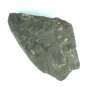 日本産中生代軟体動物化石