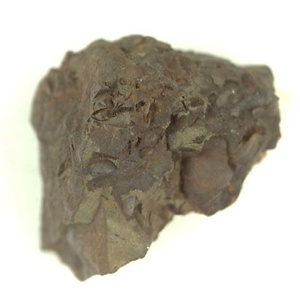 日本産中生代軟体動物化石