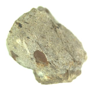 Eburneopecten (Micronectes) bellaturus