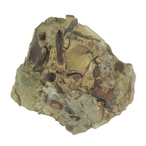 日本産中生代軟体動物化石